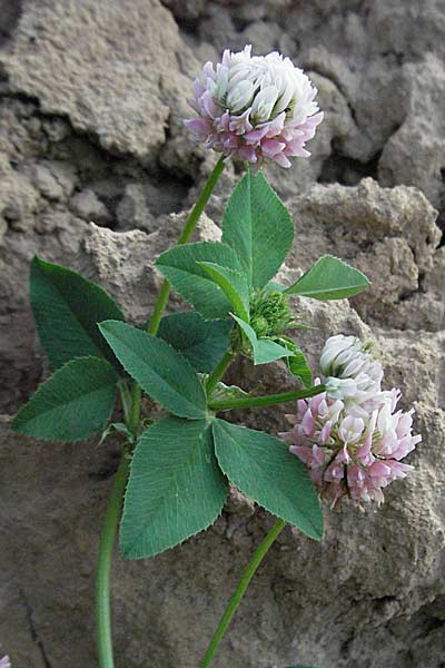 Trifolium hybridum \ Schweden-Klee / Alsike Clover, D Mannheim 20.7.2006