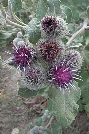 Arctium tomentosum \ Filzige Klette / Woolly Burdock, D Mannheim 27.7.2006