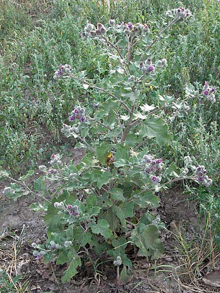 Arctium tomentosum \ Filzige Klette / Woolly Burdock, D Mannheim 27.7.2006