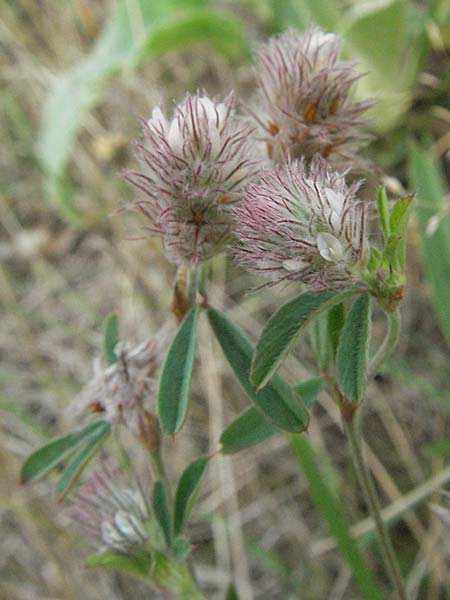 Trifolium arvense, Hare's-Foot Clover Trifolium arvense, Hare's-Foot Clover