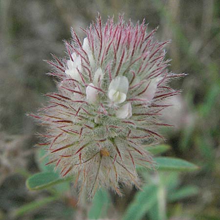 Trifolium arvense \ Hasen-Klee / Hare's-Foot Clover, D Waghäusel 5.8.2006