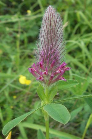 Trifolium rubens \ Purpur-Klee / Long-Spiked Trefoil, Red Trefoil, D Apfelberg 16.6.2007
