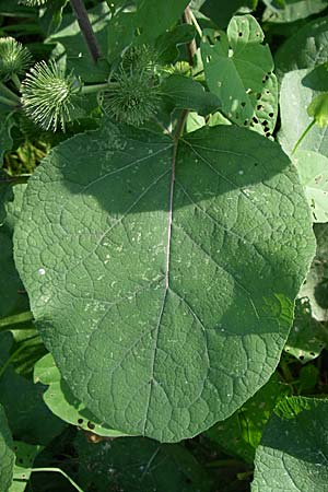 Arctium minus \ Kleine Klette / Lesser Burdock, D Karlsruhe 31.7.2008