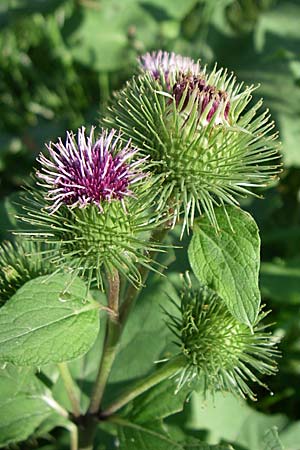 Arctium minus \ Kleine Klette / Lesser Burdock, D Karlsruhe 31.7.2008