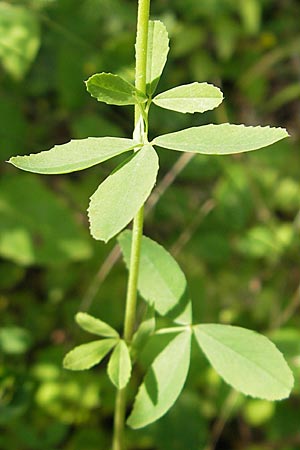 Trifolium aureum \ Gold-Klee / Golden Clover, D Weinheim an der Bergstraße 23.7.2009