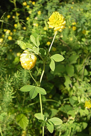 Trifolium aureum \ Gold-Klee / Golden Clover, D Weinheim an der Bergstraße 23.7.2009