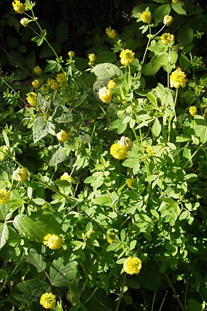 Trifolium aureum \ Gold-Klee / Golden Clover, D Weinheim an der Bergstraße 23.7.2009