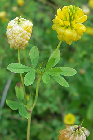 Trifolium aureum \ Gold-Klee / Golden Clover, D Weinheim an der Bergstraße 26.7.2009