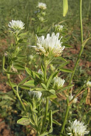 Trifolium alexandrinum \ gyptischer Klee, Alexandriner Klee / Egyptian Clover, Berseem Clover, D Sinsheim 14.7.2010