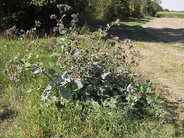 Arctium tomentosum \ Filzige Klette / Woolly Burdock, D Mannheim 2.9.2012