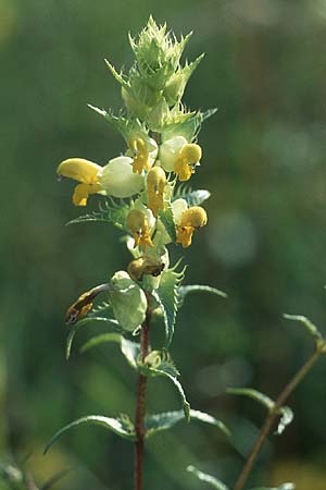 Rhinanthus glacialis \ Grannen-Klappertopf / Aristate Yellow-Rattle, D Deggingen 16.7.2005