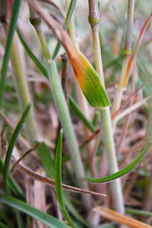 Koeleria macrantha \ Zierliches Schillergras, Steppen-Kammschmiele / Prairie June Grass, D Ober-Mörlen 24.5.2014