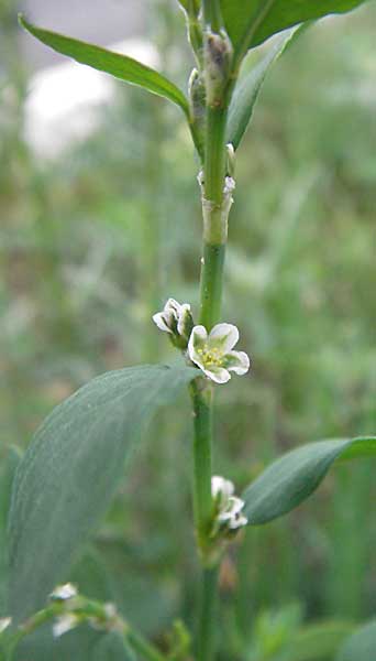 Polygonum aviculare \ Echter Vogel-Knterich / Common Knotgrass, English Knotgrass, D Mannheim 18.5.2006