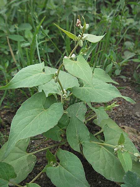 Fallopia convolvulus \ Acker-Flgelknterich, Gemeiner Windenknterich, D Mannheim 18.5.2006