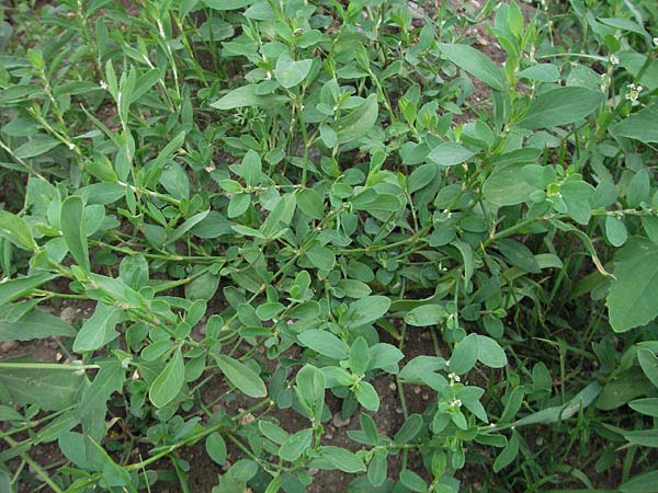 Polygonum aviculare \ Echter Vogel-Kn�terich / Common Knotgrass, English Knotgrass, D Mannheim 18.5.2006