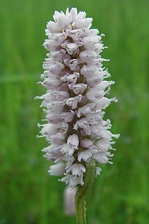 Bistorta officinalis \ Schlangen-Knterich / Common Bistort, D Odenwald, Hilsenhain 20.5.2006