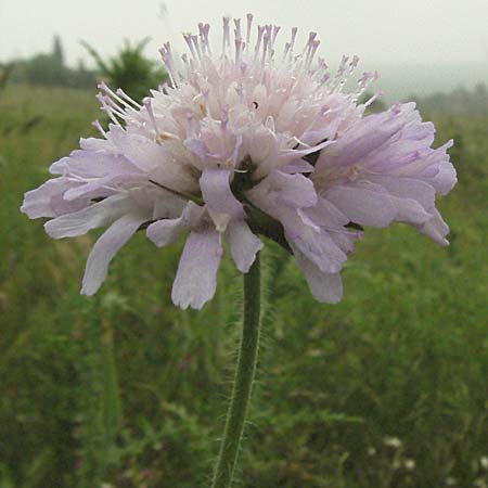 Knautia arvensis \ Acker-Witwenblume / Field Scabious, D Neuleiningen 16.6.2006