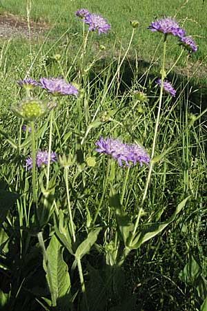 Knautia dipsacifolia \ Wald-Witwenblume / Wood Scabious, D Schriesheim-Altenbach 23.6.2006