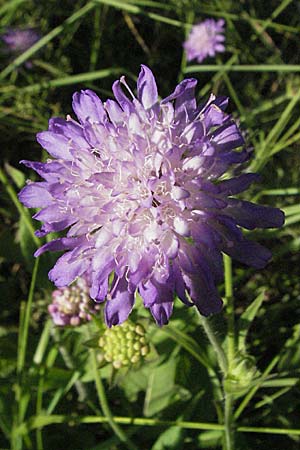 Knautia dipsacifolia \ Wald-Witwenblume / Wood Scabious, D Schriesheim-Altenbach 23.6.2006