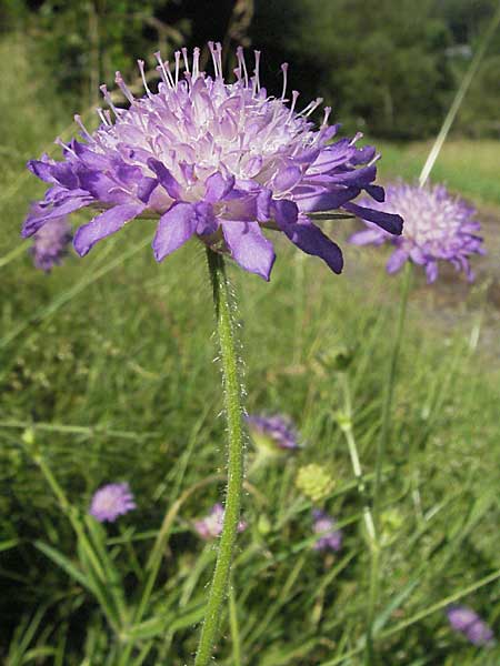 Knautia dipsacifolia \ Wald-Witwenblume / Wood Scabious, D Schriesheim-Altenbach 23.6.2006