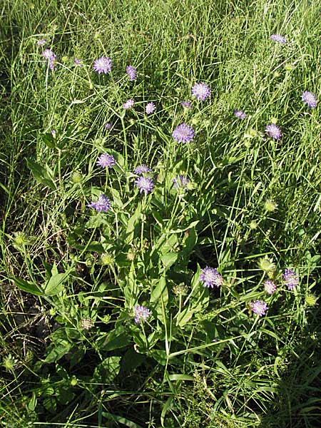Knautia dipsacifolia \ Wald-Witwenblume / Wood Scabious, D Schriesheim-Altenbach 23.6.2006