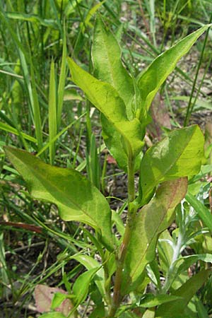 Persicaria hydropiper \ Wasserpfeffer-Knterich, Pfeffer-Knterich / Water-Pepper, D Odenwald, Schönau 24.6.2006