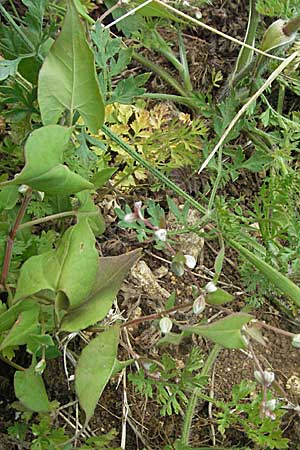 Fallopia convolvulus \ Acker-Flgelknterich, Gemeiner Windenknterich, D Neuleiningen 1.7.2006