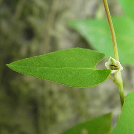 Fallopia convolvulus \ Acker-Flgelknterich, Gemeiner Windenknterich, D Eisenberg 1.7.2006