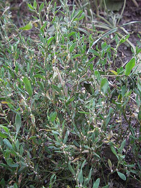 Polygonum aviculare \ Echter Vogel-Knterich / Common Knotgrass, English Knotgrass, D Mannheim 20.7.2006