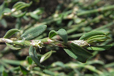 Polygonum rurivagum \ Unbestndiger Vogel-Knterich, Schmalblttriger Acker-Vogelknterich / Cornfield Knotgrass, Narrow-Leaf Knotweed, D Neckargemünd 30.7.2006