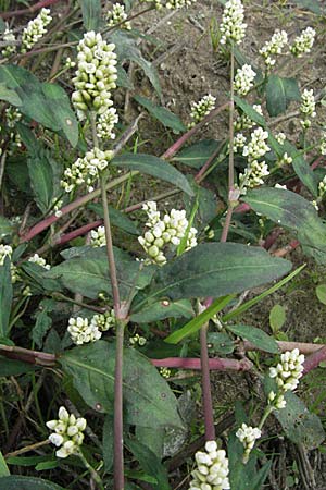 Persicaria maculosa \ Floh-Knterich / Redshank, D Waghäusel 16.9.2006