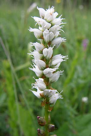 Bistorta vivipara \ Knllchen-Knterich / Alpine Bistort, D Hurlach 8.6.2008