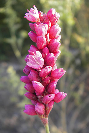 Persicaria orientalis \ Orientalischer Knterich / Oriental Smartweed, Oriental Knotweed, D Mannheim 11.9.2009
