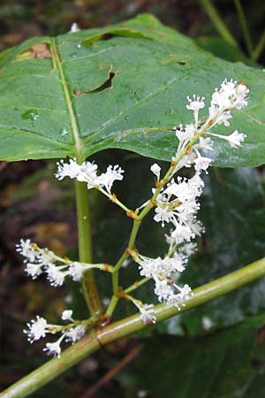 Fallopia x bohemica \ Hybrid-Stauden-Kn&ouml;terich / Hybrid Knodweed, D Heidelberg 4.10.2012