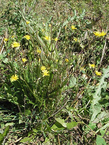 Crepis capillaris \ Kleinkpfiger Pippau, Kleinbltiger Pippau / Smooth Hawk's-Beard, D Waghäusel 9.9.2006