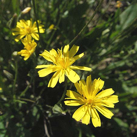 Crepis capillaris \ Kleinkpfiger Pippau, Kleinbltiger Pippau / Smooth Hawk's-Beard, D Waghäusel 9.9.2006