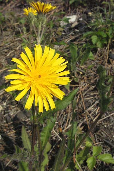 Picris hieracioides \ Gemeines Bitterkraut / Hawkweed Ox-Tongue, D Mannheim 23.9.2006