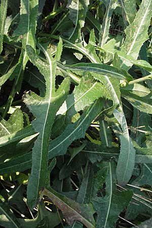 Sonchus arvensis \ Acker-Gnsedistel / Perennial Sow-Thistle, Common Field Sow-Thistle, D Lampertheim 15.10.2006