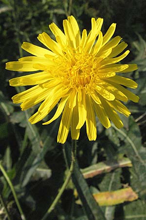 Sonchus arvensis, Acker-Gänsedistel Sonchus arvensis, Acker-Gänsedistel