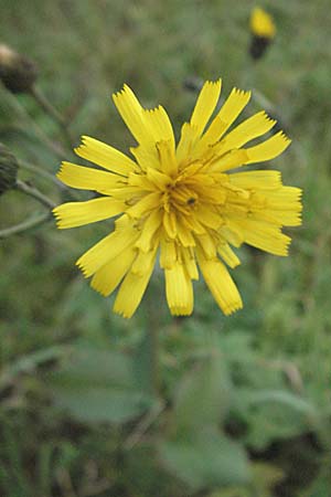 Hieracium lachenalii \ Gewhnliches Habichtskraut / Lachenal's Hawkweed, D Thüringen, Sondershausen 2.11.2006