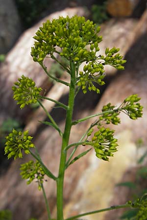 Sisymbrium strictissimum \ Steife Rauke / Perennial Rocket, D Wutach - Schlucht / Gorge 12.6.2011