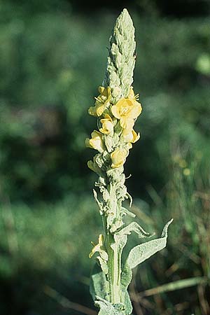 Verbascum densiflorum \ Grobltige Knigskerze / Dense-flowered Mullein, D Hüfingen 17.7.2005