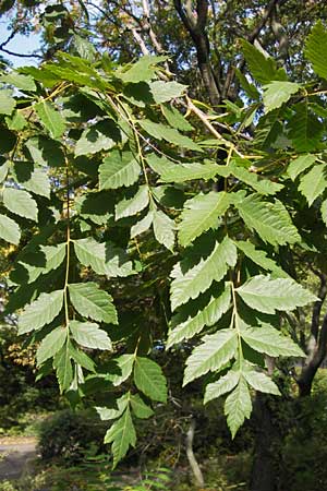Koelreuteria paniculata \ Rispiger Blasenbaum, Blasen-Esche / Golden Rain Tree, D Mannheim 16.9.2012