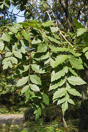 Koelreuteria paniculata \ Rispiger Blasenbaum, Blasen-Esche / Golden Rain Tree, D Mannheim 16.9.2012