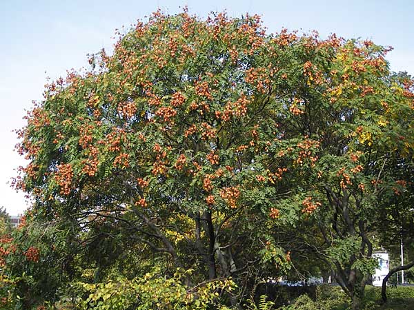 Koelreuteria paniculata \ Rispiger Blasenbaum, Blasen-Esche / Golden Rain Tree, D Mannheim 16.9.2012