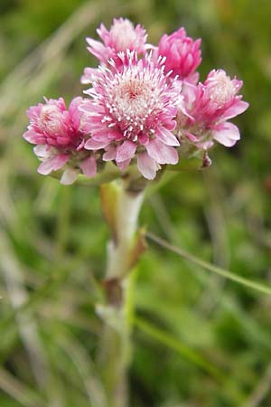 Antennaria dioica \ Gewhnliches Katzenpftchen, D Rhön, Wasserkuppe 7.6.2013