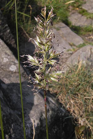Koeleria macrantha \ Zierliches Schillergras, Steppen-Kammschmiele / Prairie June Grass, D Rhön, Milseburg 6.7.2013