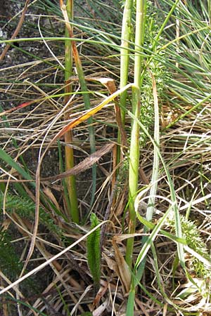 Koeleria macrantha \ Zierliches Schillergras, Steppen-Kammschmiele / Prairie June Grass, D Rhön, Milseburg 6.7.2013