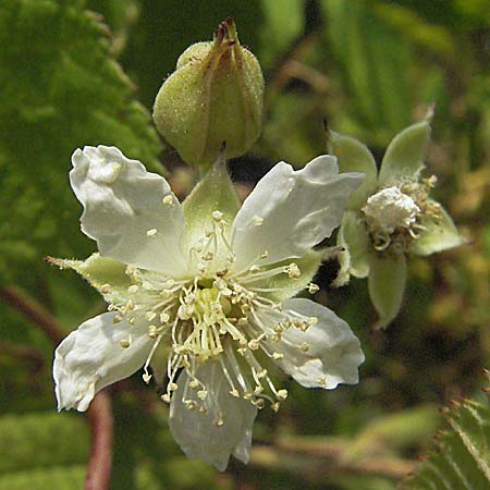 Rubus caesius \ Kratzbeere / Dewberry, D Mannheim 25.7.2006