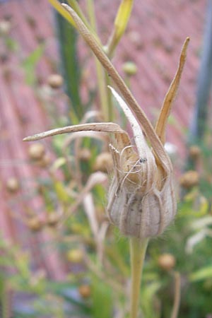 Agrostemma githago \ Korn-Rade / Corn Cockle, D Mannheim 9.7.2009